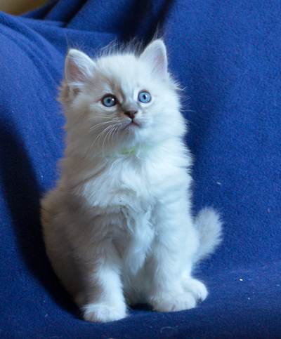 ragdoll kitten at 6 wks old